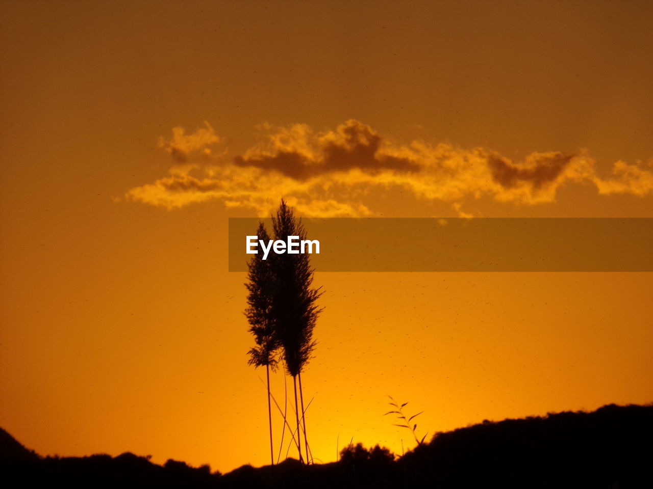 LOW ANGLE VIEW OF SILHOUETTE TREES AGAINST SKY