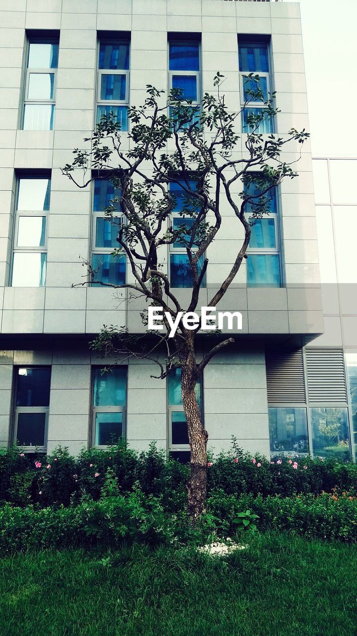 LOW ANGLE VIEW OF BUILDING WITH IVY