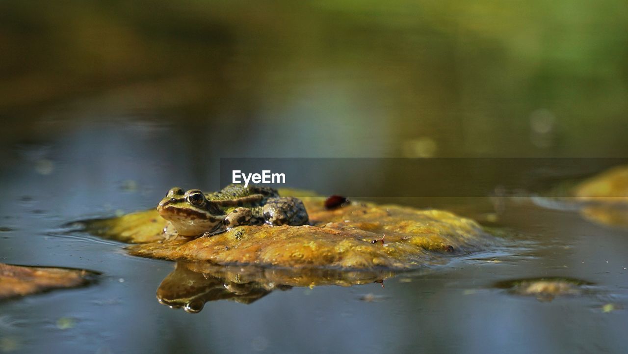 Close-up of frog on rock in lake