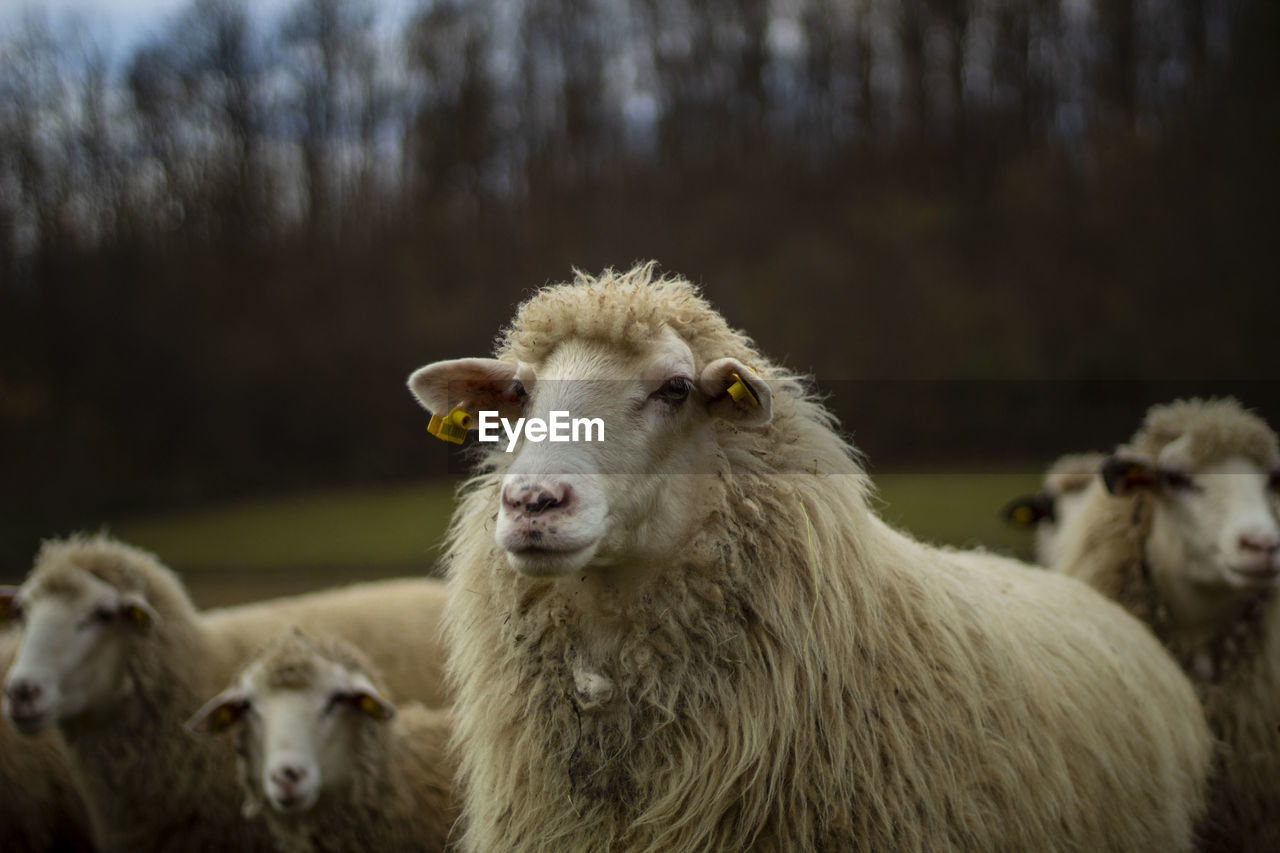 Portrait of sheep