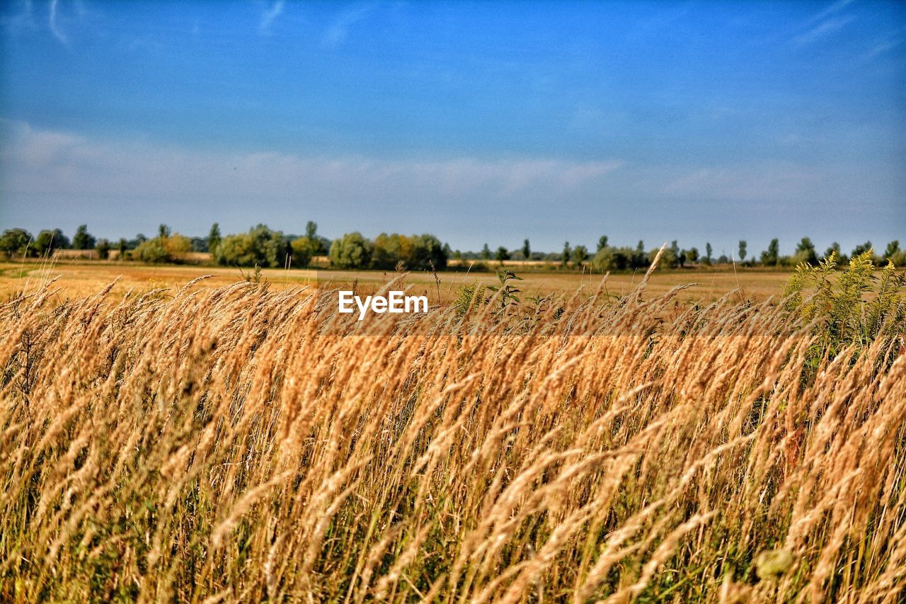 View of fields against blue sky