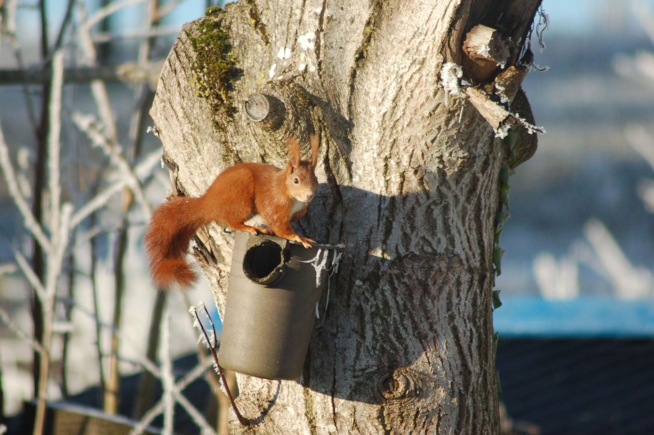 VIEW OF SQUIRREL ON TREE TRUNK