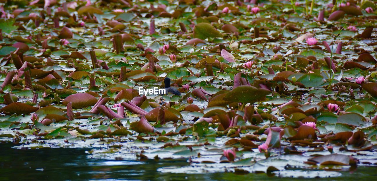 Plants growing on lake