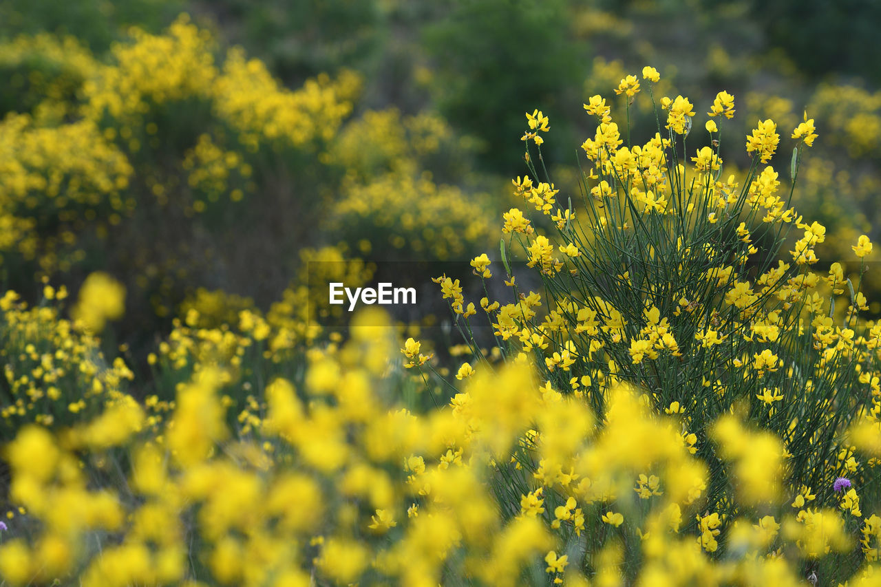 SCENIC VIEW OF YELLOW FLOWERING PLANT