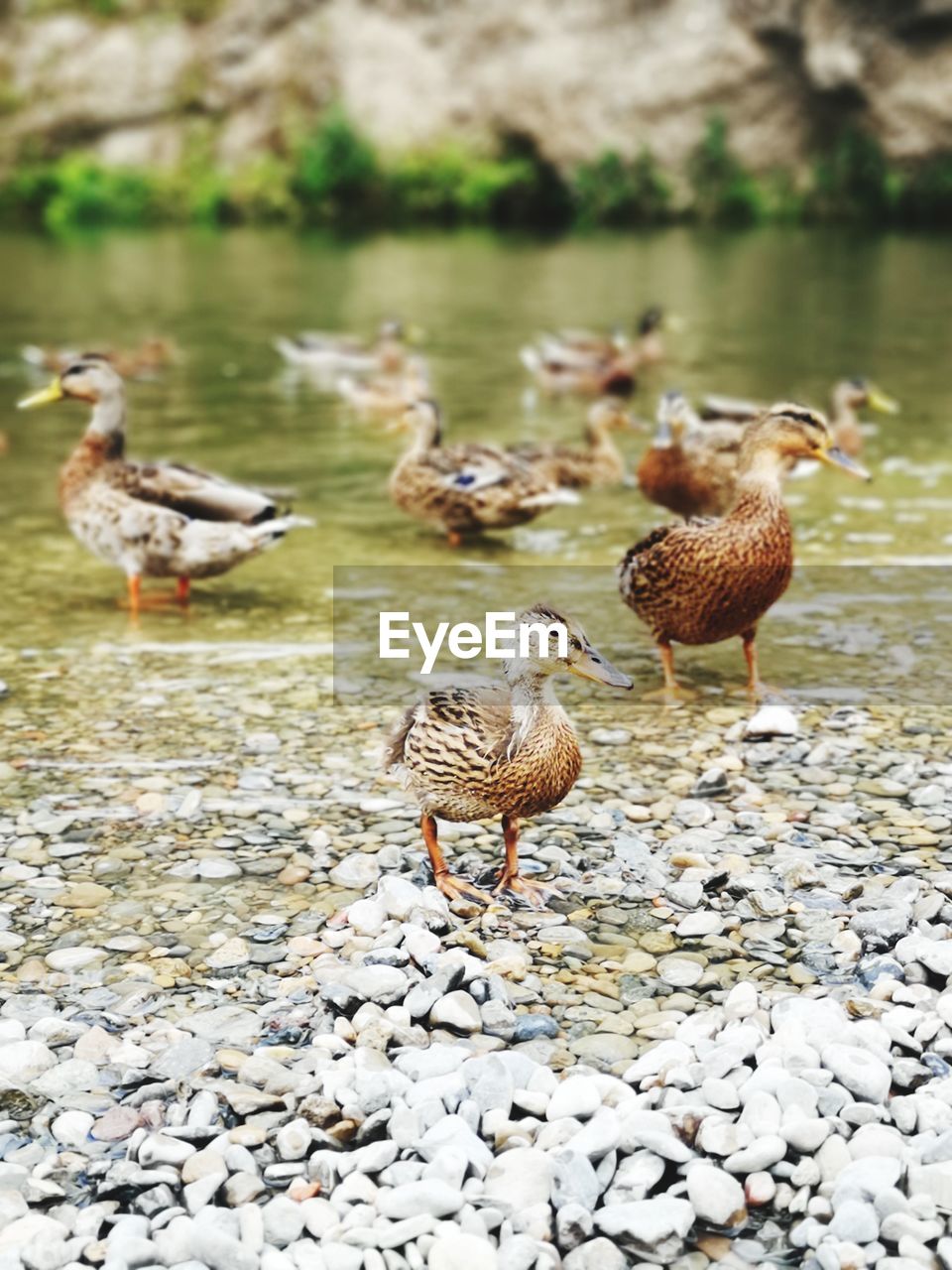 Ducks in a lake