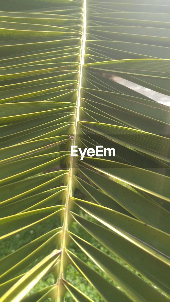 FULL FRAME SHOT OF PALM LEAVES WITH PLANTS