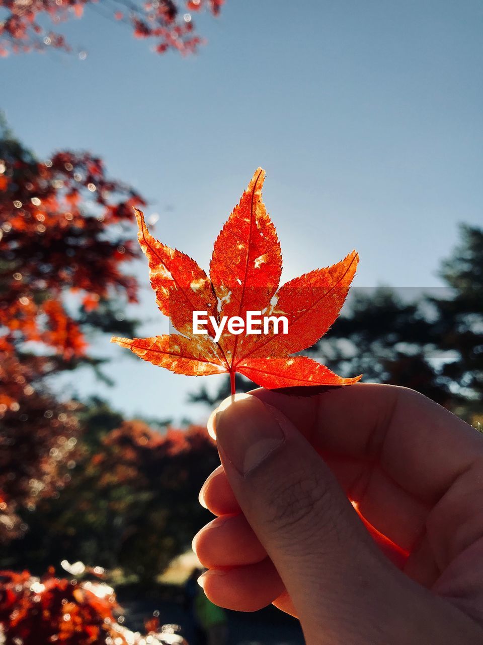 Close-up of hand holding maple leaf in forest against sky during autumn