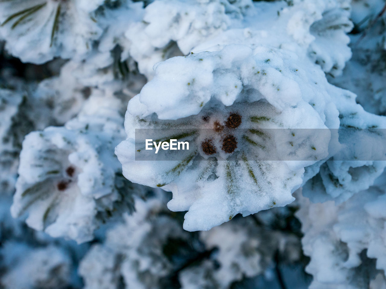 Close-up of frozen plant