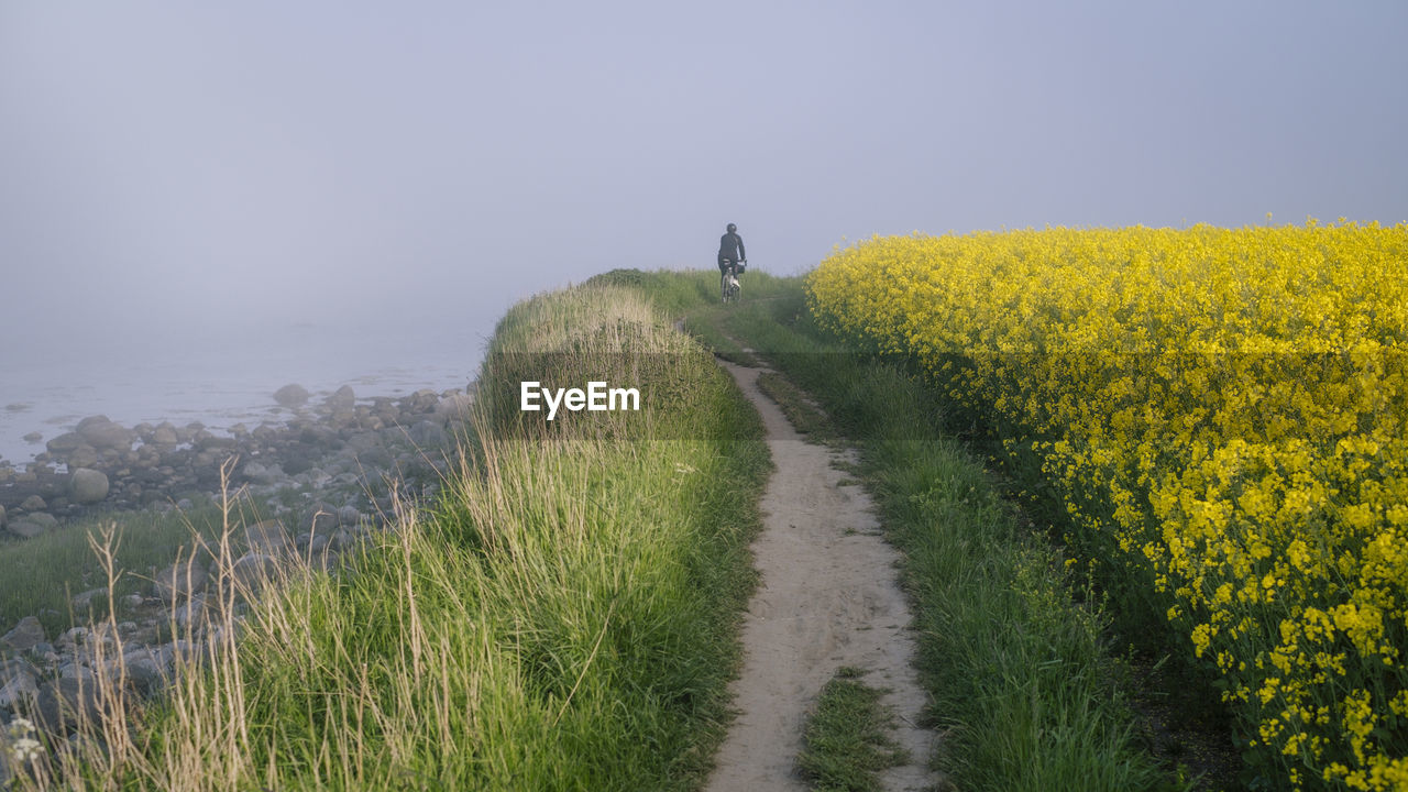 Scenic view of oilseed rape field with man on gravel bike against fog sky 