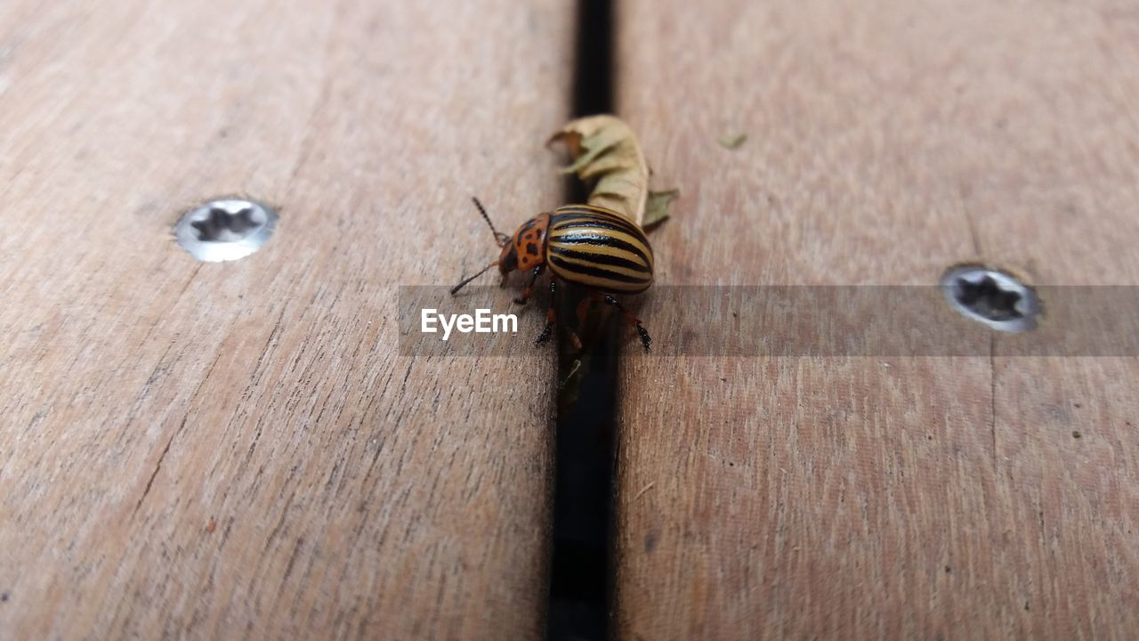 HIGH ANGLE VIEW OF HOUSEFLY