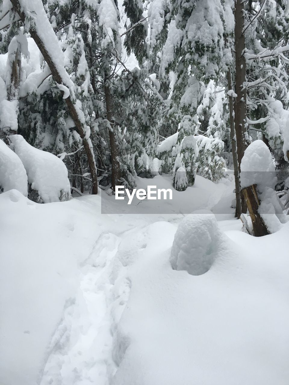 SNOW COVERED TREES ON LANDSCAPE