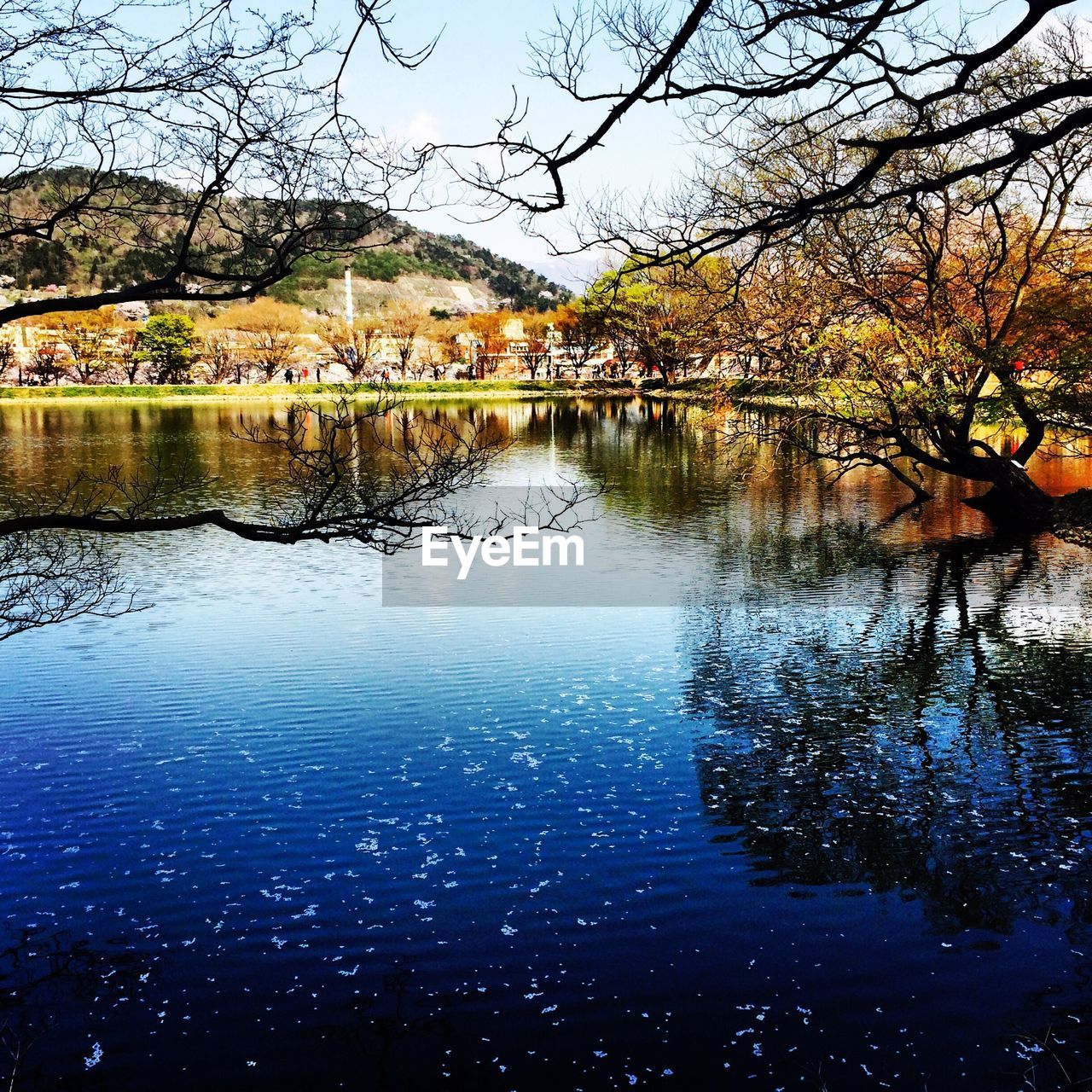 Lake by trees in park