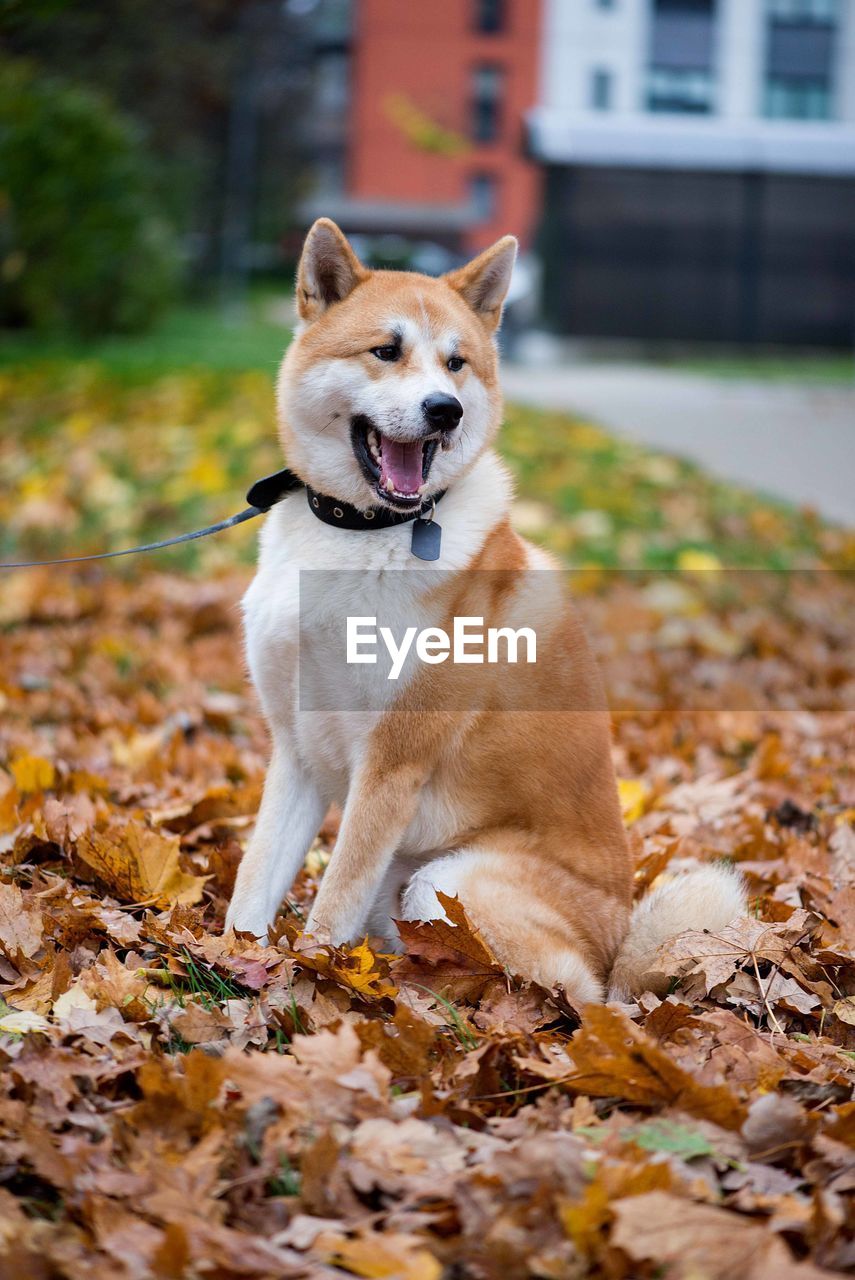 Akita inu dog in autumn leaves