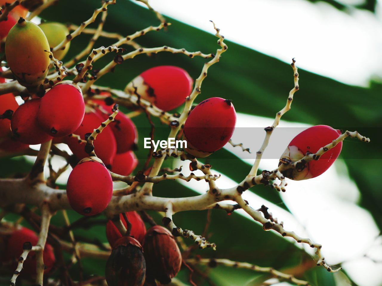 Close-up of berries growing on tree