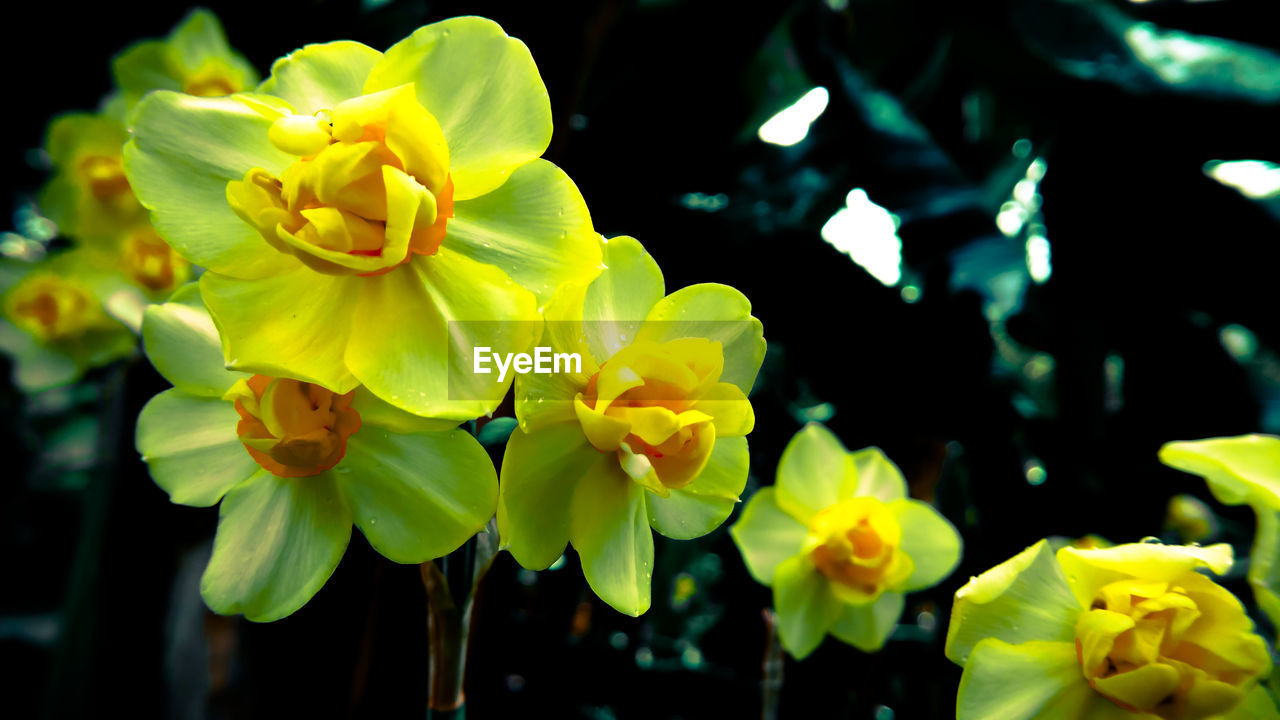 CLOSE-UP OF YELLOW FLOWERS BLOOMING