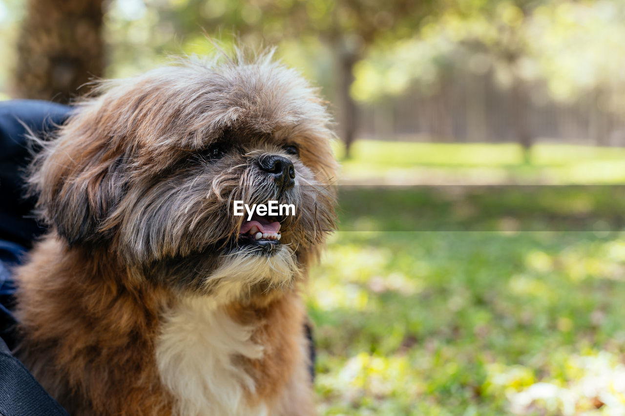 Portrait of small adult dog with background of a park