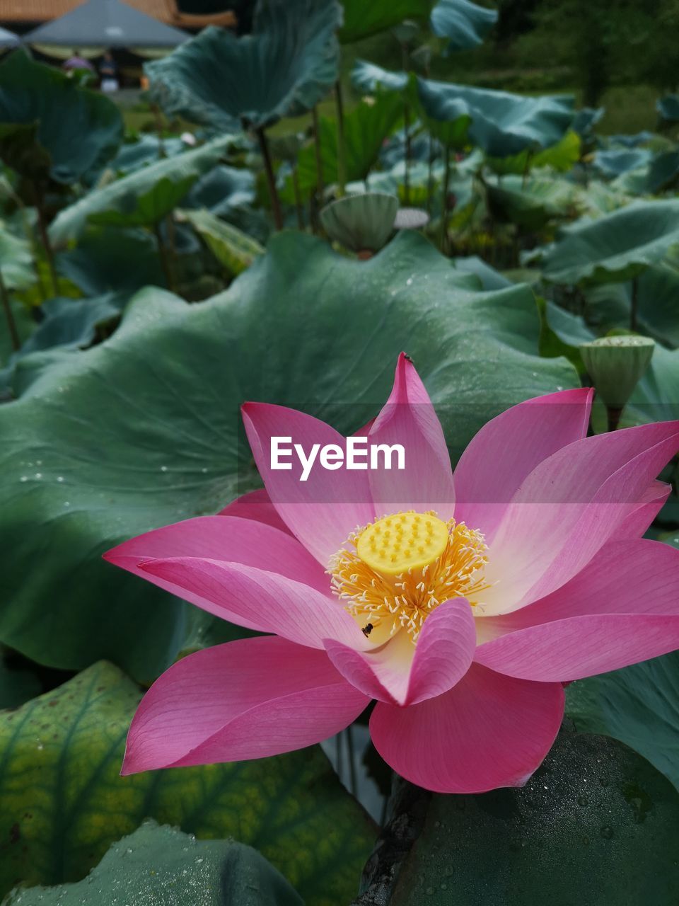 CLOSE-UP OF PINK LOTUS WATER LILY