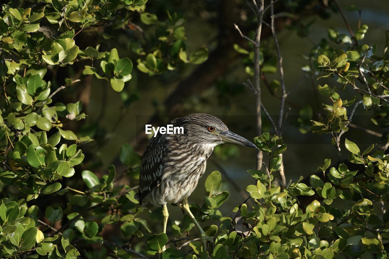 BIRD PERCHING ON BRANCH