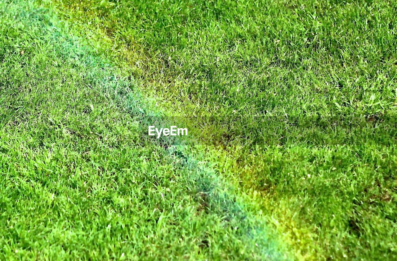 Detail shot of grass