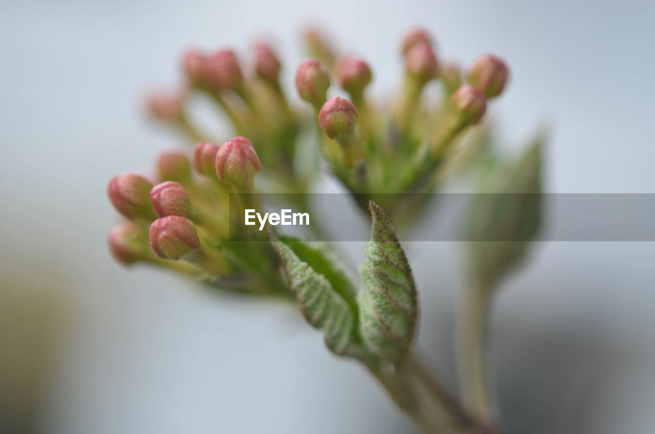 Close-up of flower buds growing outdoors