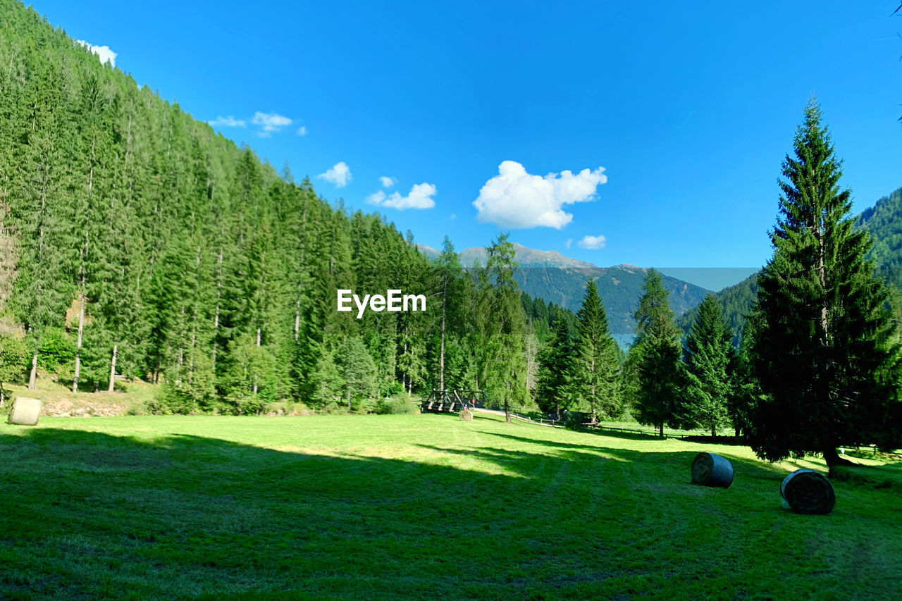 Panoramic shot of trees on field against sky