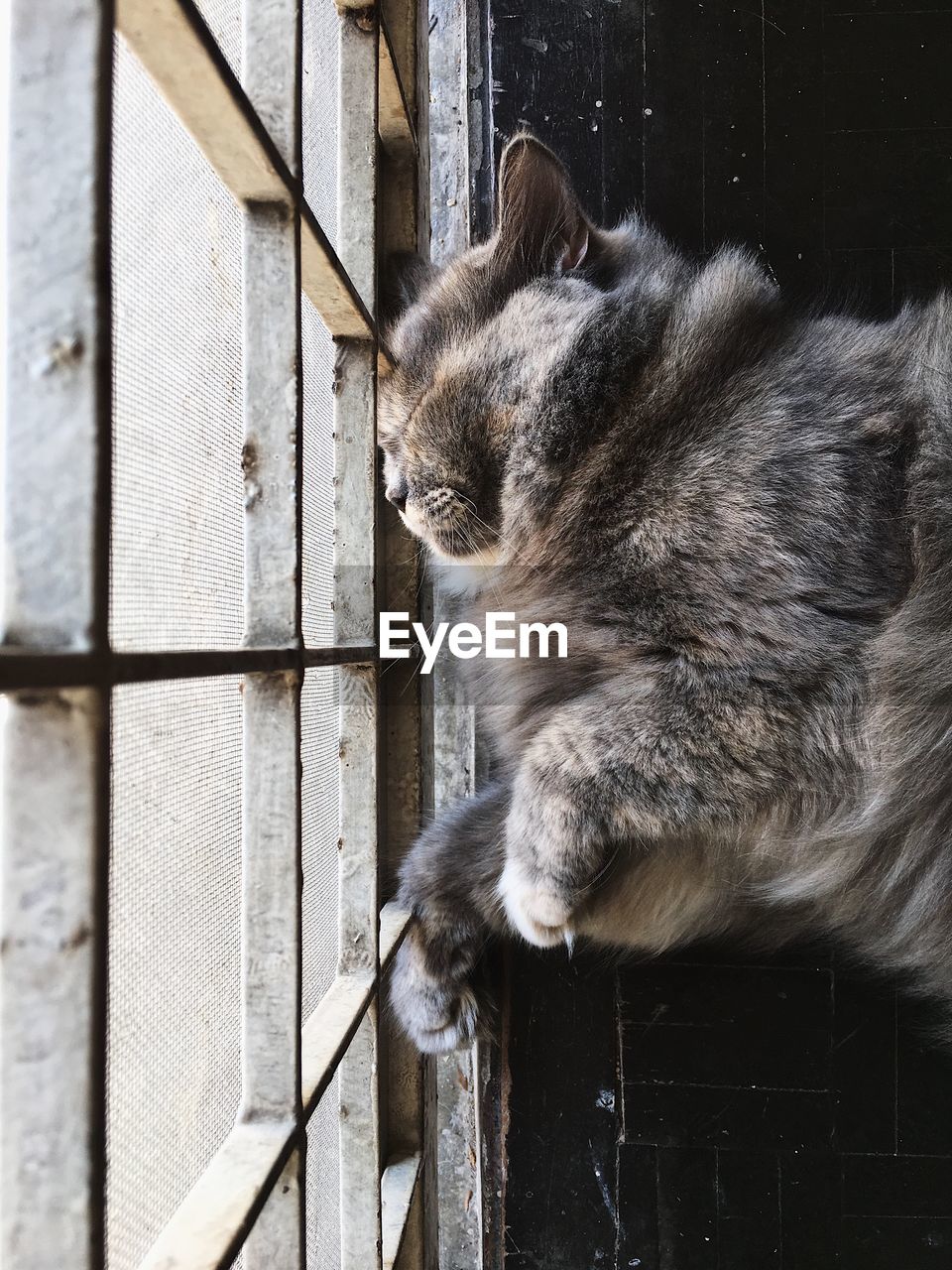 CLOSE-UP OF CAT SITTING OUTDOORS