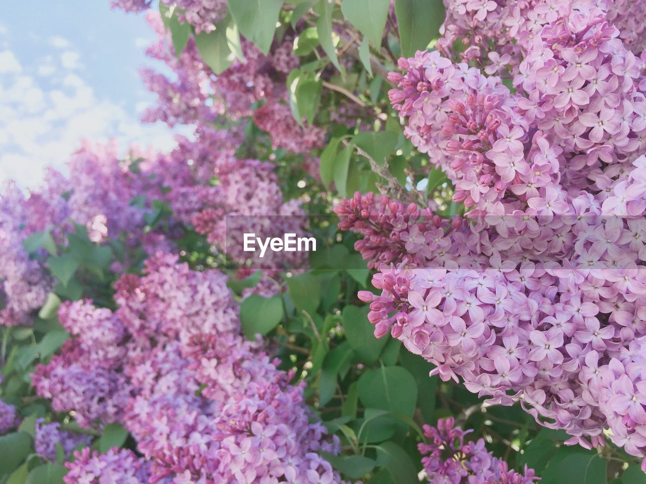 Close-up of pink flowers blooming outdoors