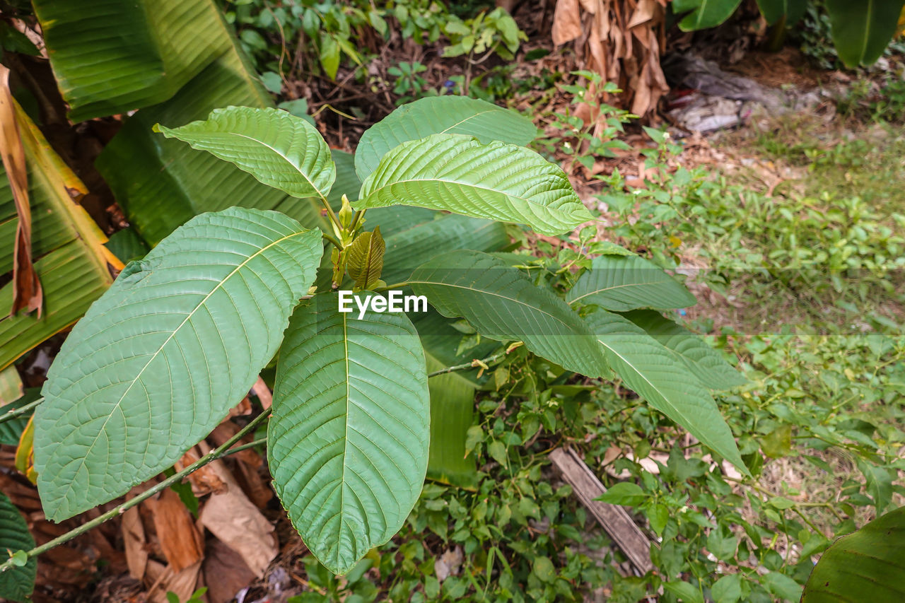 HIGH ANGLE VIEW OF GREEN LEAVES ON PLANT