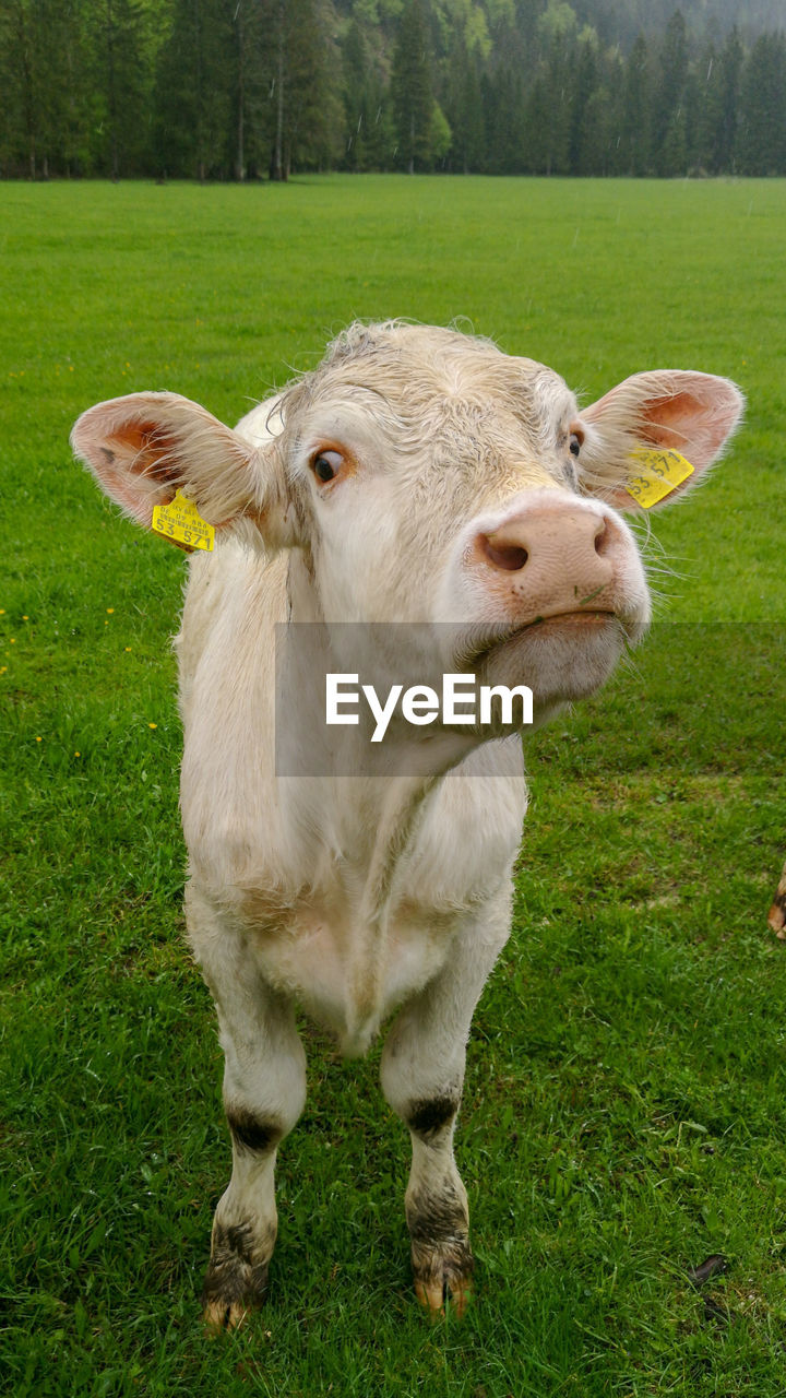 Curious cow in a pasture 