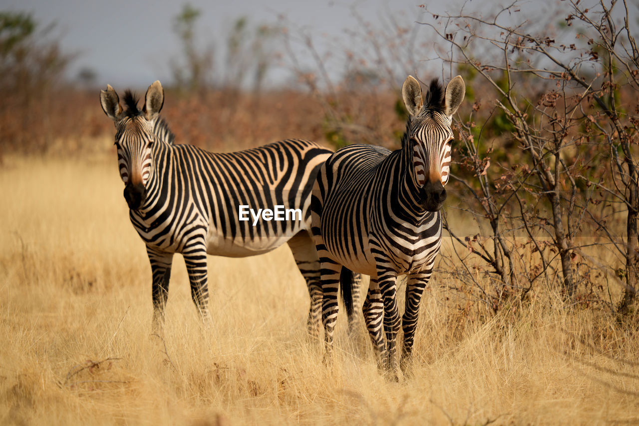 zebra on field