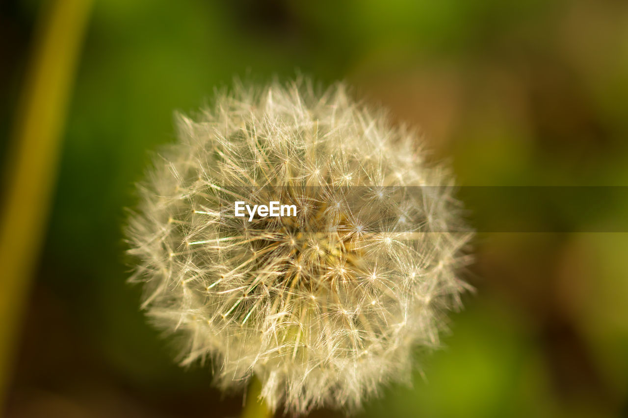 Close-up of dandelion flower