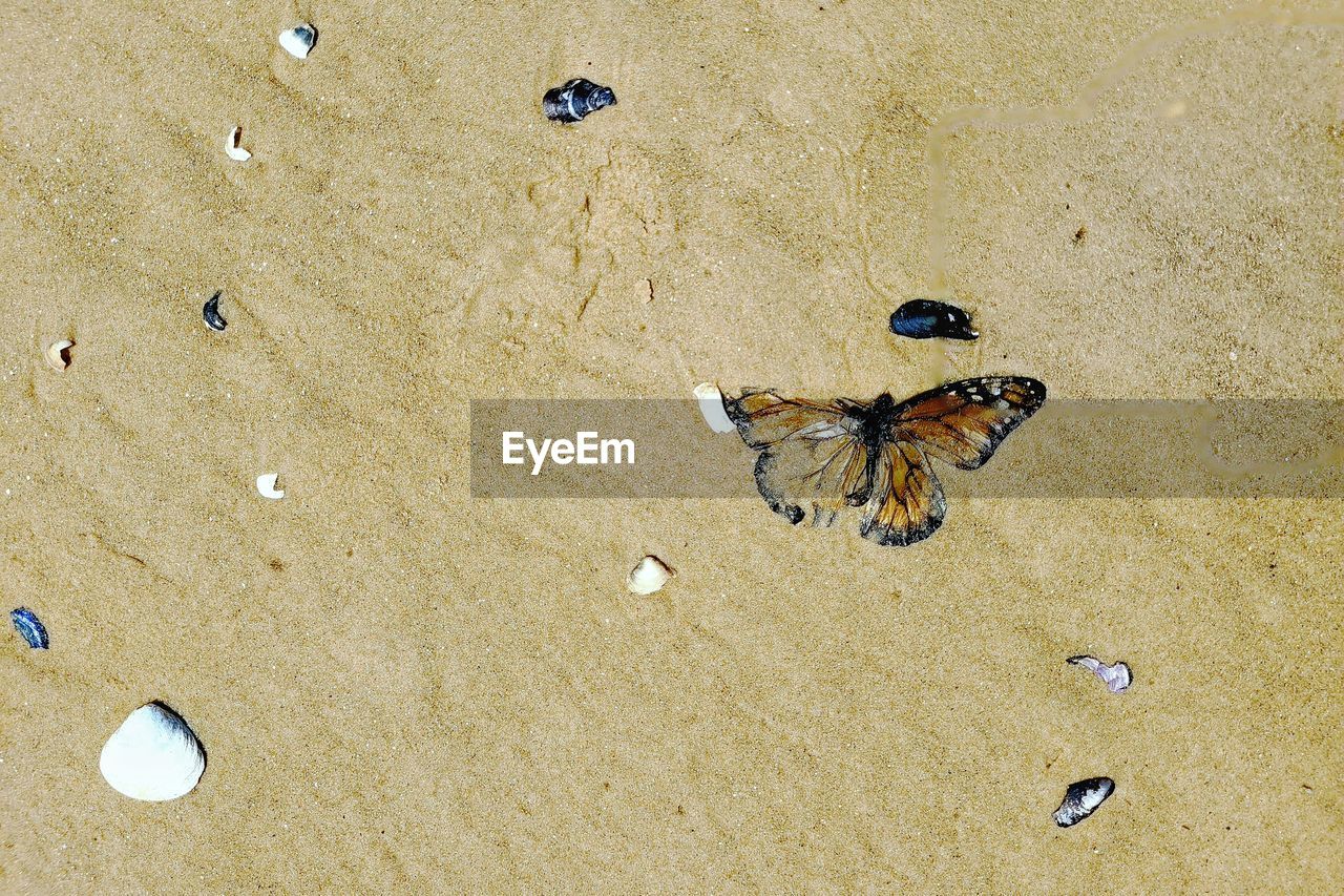 sand, land, beach, nature, animal, high angle view, animal themes, animal wildlife, no people, day, water, outdoors, butterfly, wildlife, beauty in nature, insect, sea, one animal, sunlight, close-up, animal wing