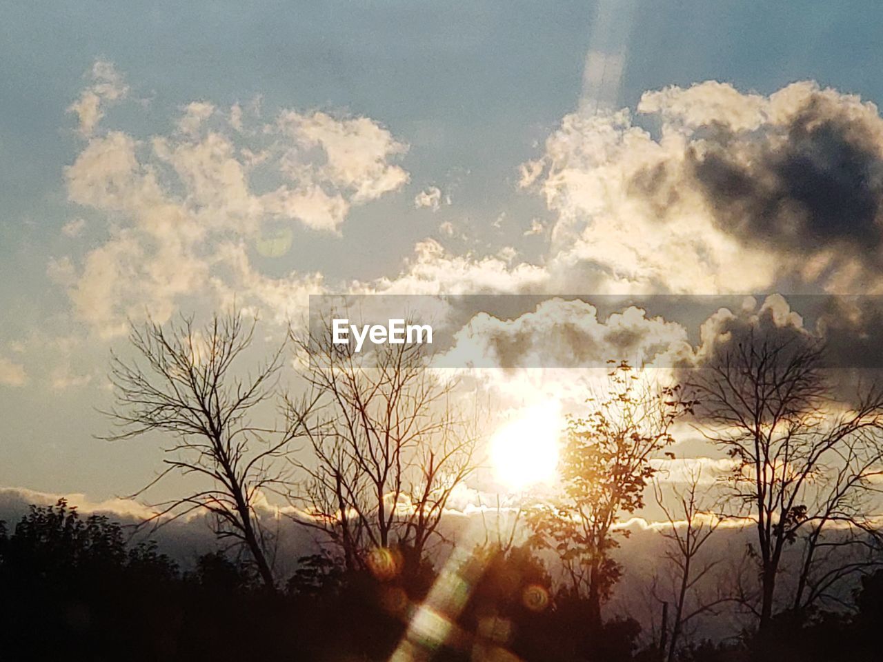 LOW ANGLE VIEW OF TREES AGAINST SKY AT SUNSET