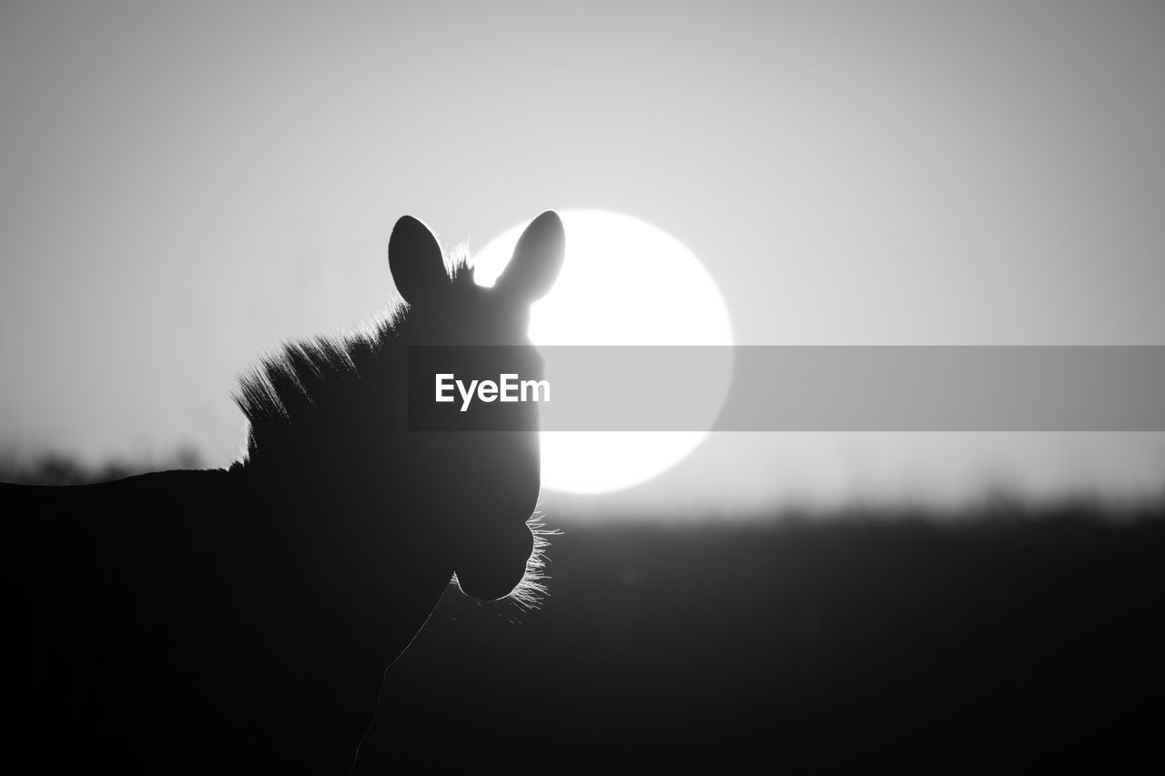 low angle view of silhouette man standing against clear sky during sunset