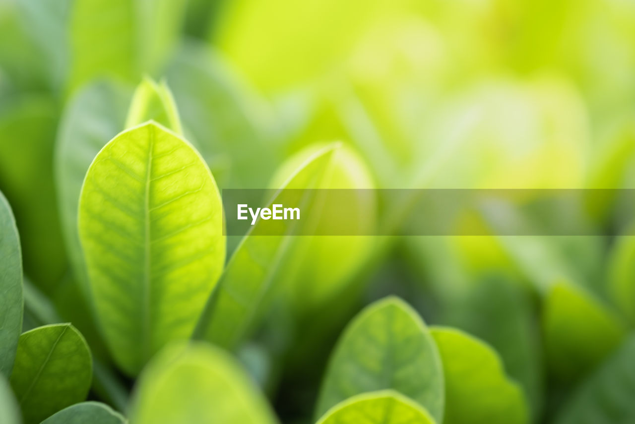 CLOSE-UP OF FRESH GREEN PLANT LEAVES ON FIELD