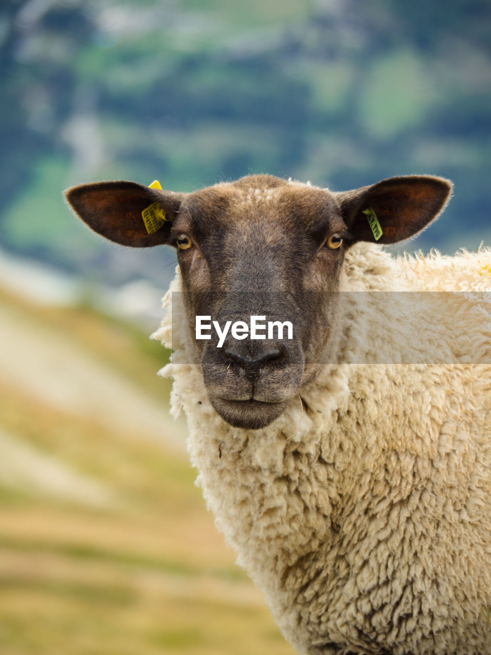Close-up portrait of sheep 