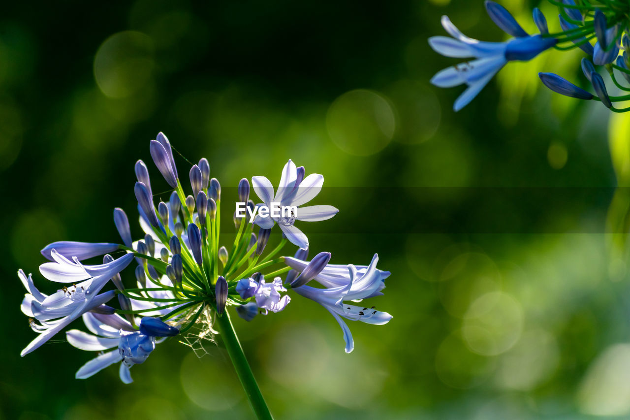 Close-up of purple flowering plant