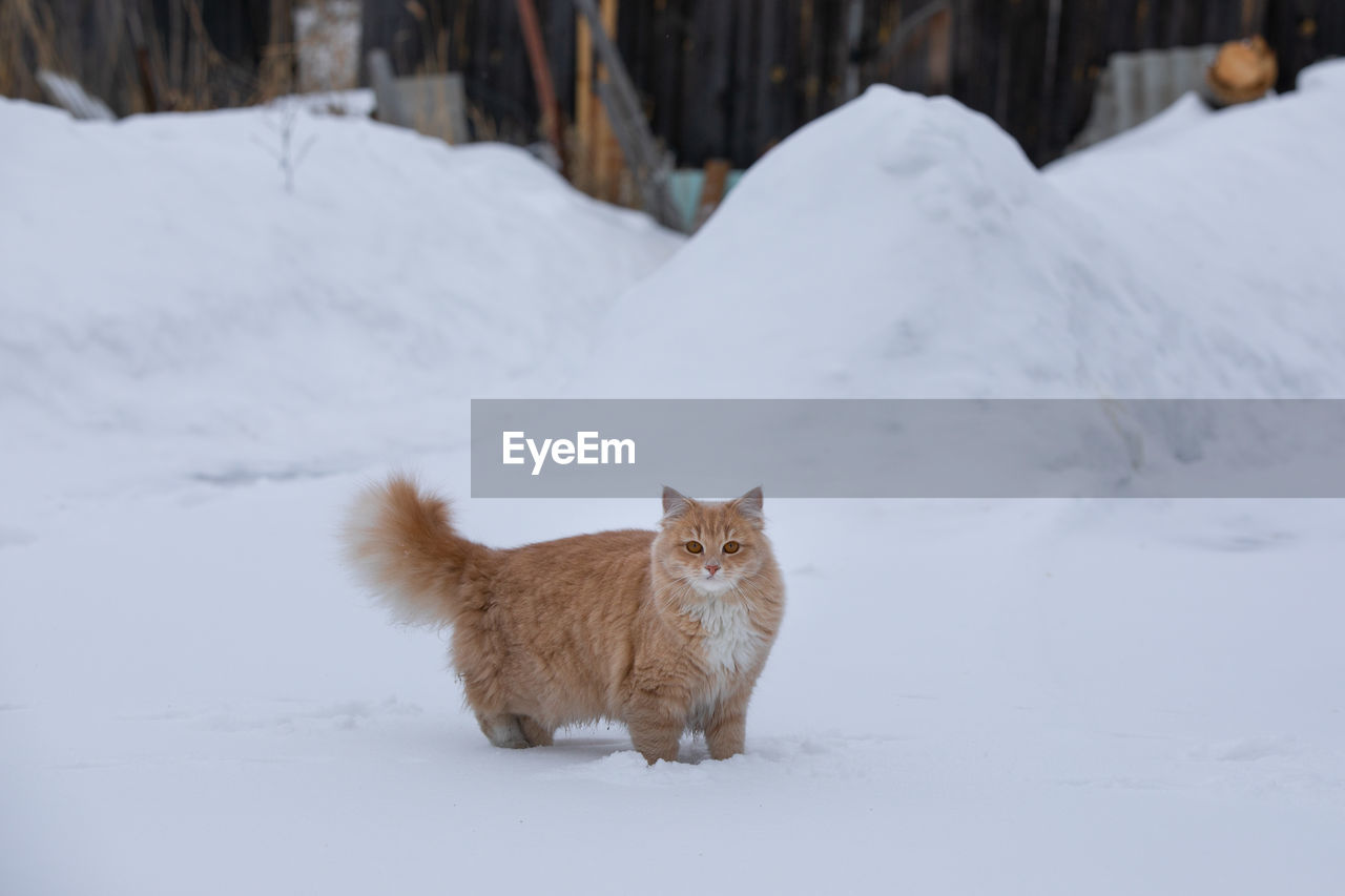 WHITE CAT ON SNOW COVERED FIELD