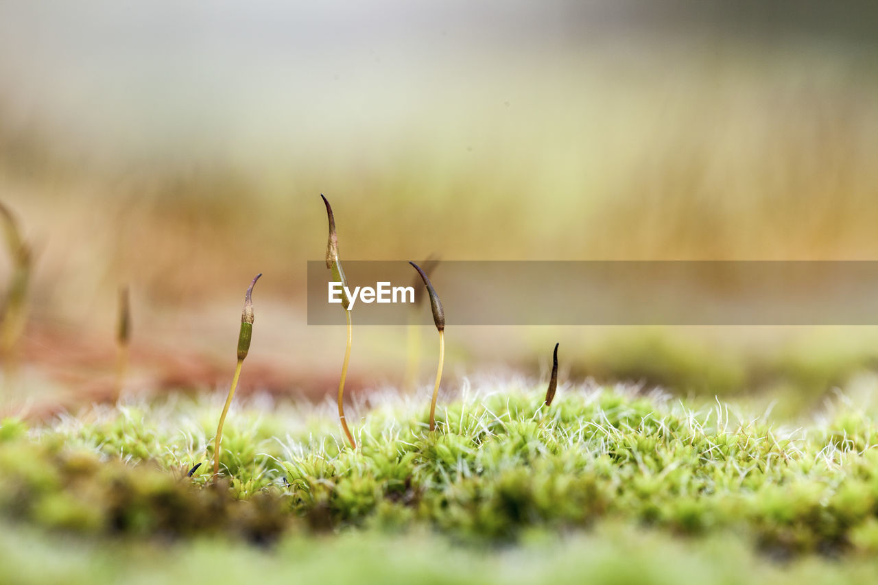 CLOSE-UP OF GRASS IN FIELD