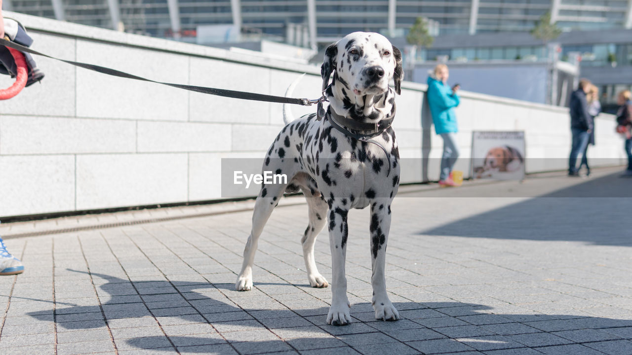 DOG ON FOOTPATH IN STREET