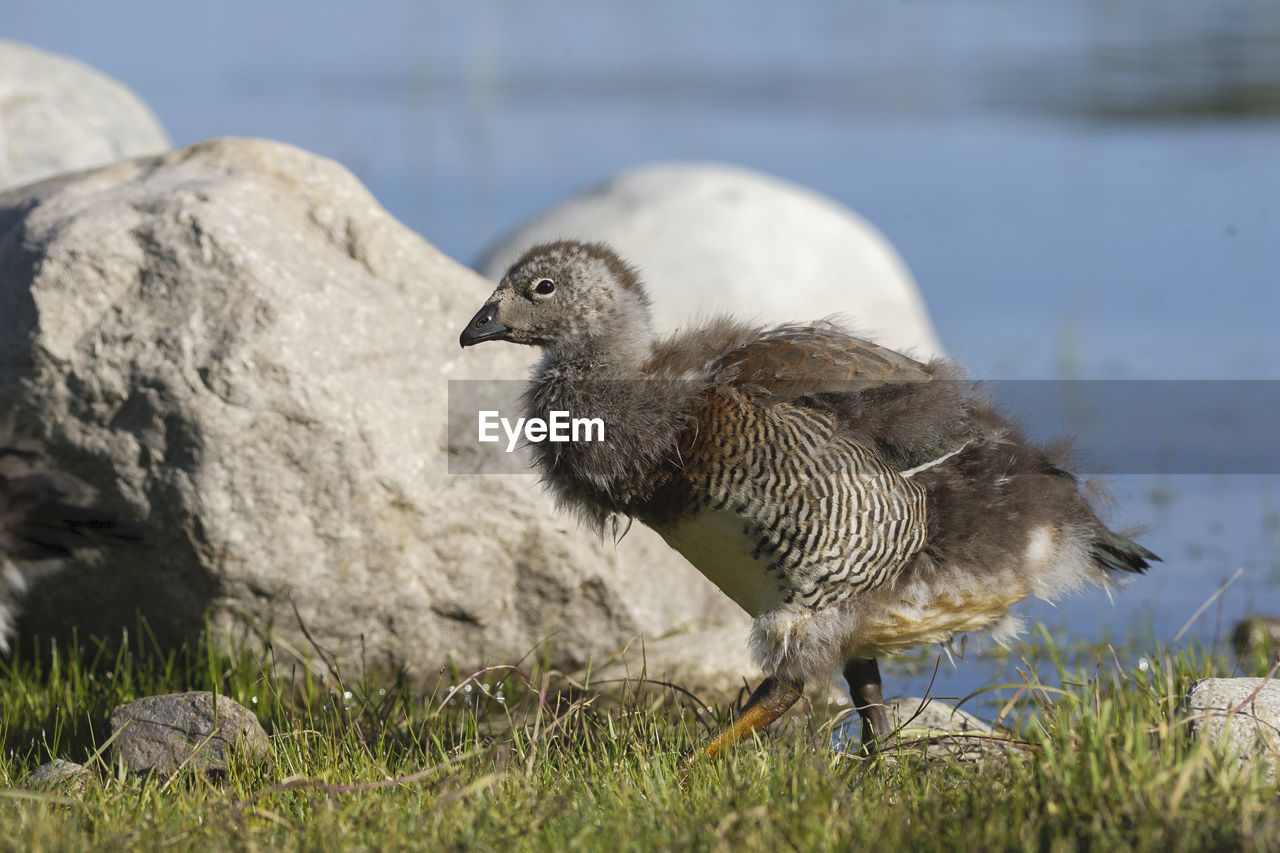 Close-up of bird in grass