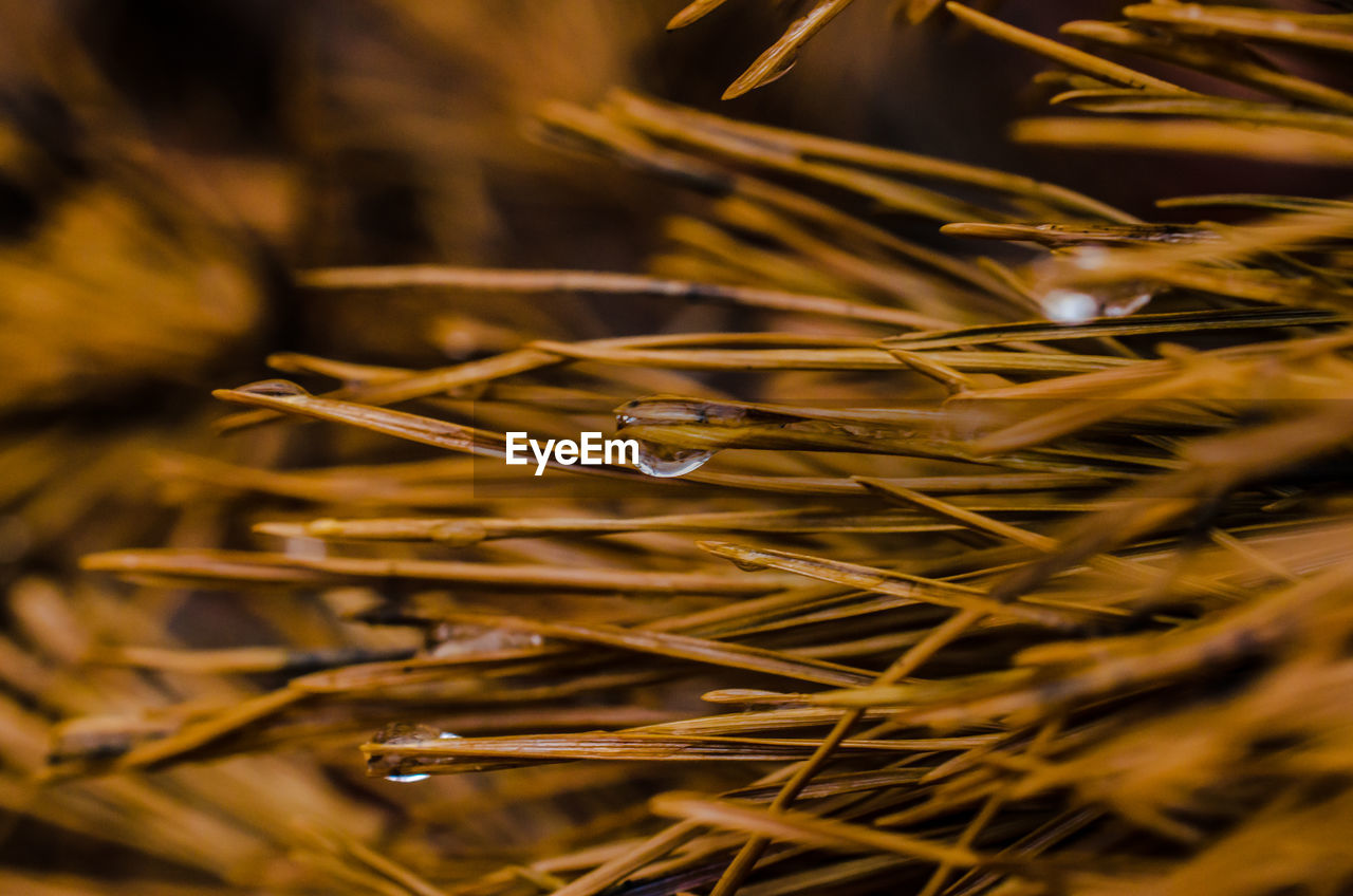 HIGH ANGLE VIEW OF DEW ON GRASS