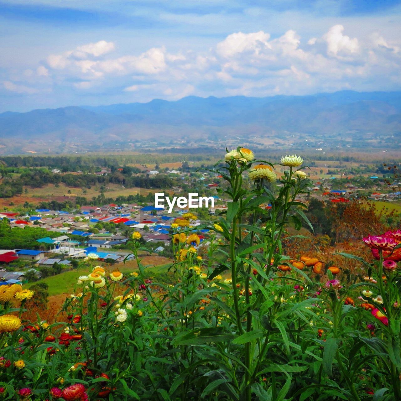 FLOWERS IN FIELD