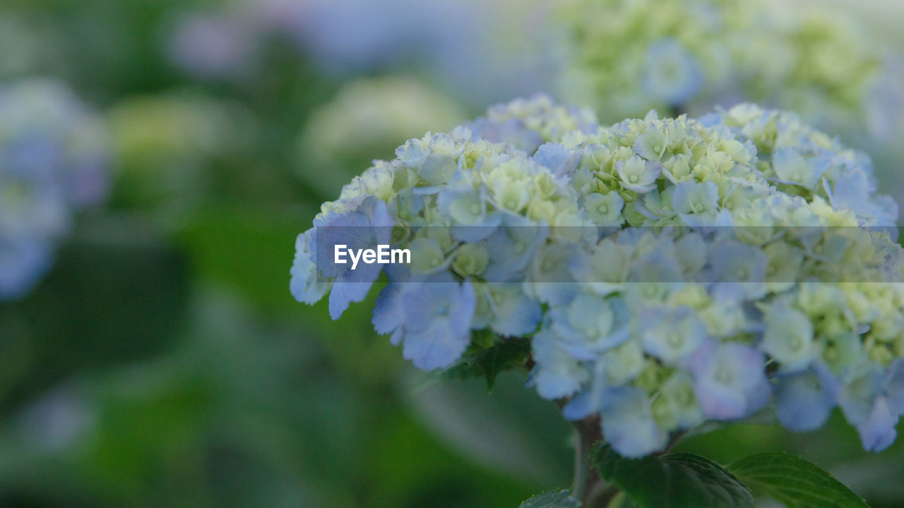 plant, flower, flowering plant, freshness, beauty in nature, close-up, nature, growth, plant part, hydrangea, leaf, fragility, focus on foreground, no people, day, inflorescence, outdoors, green, petal, food and drink, flower head, springtime, selective focus, hydrangea serrata, food