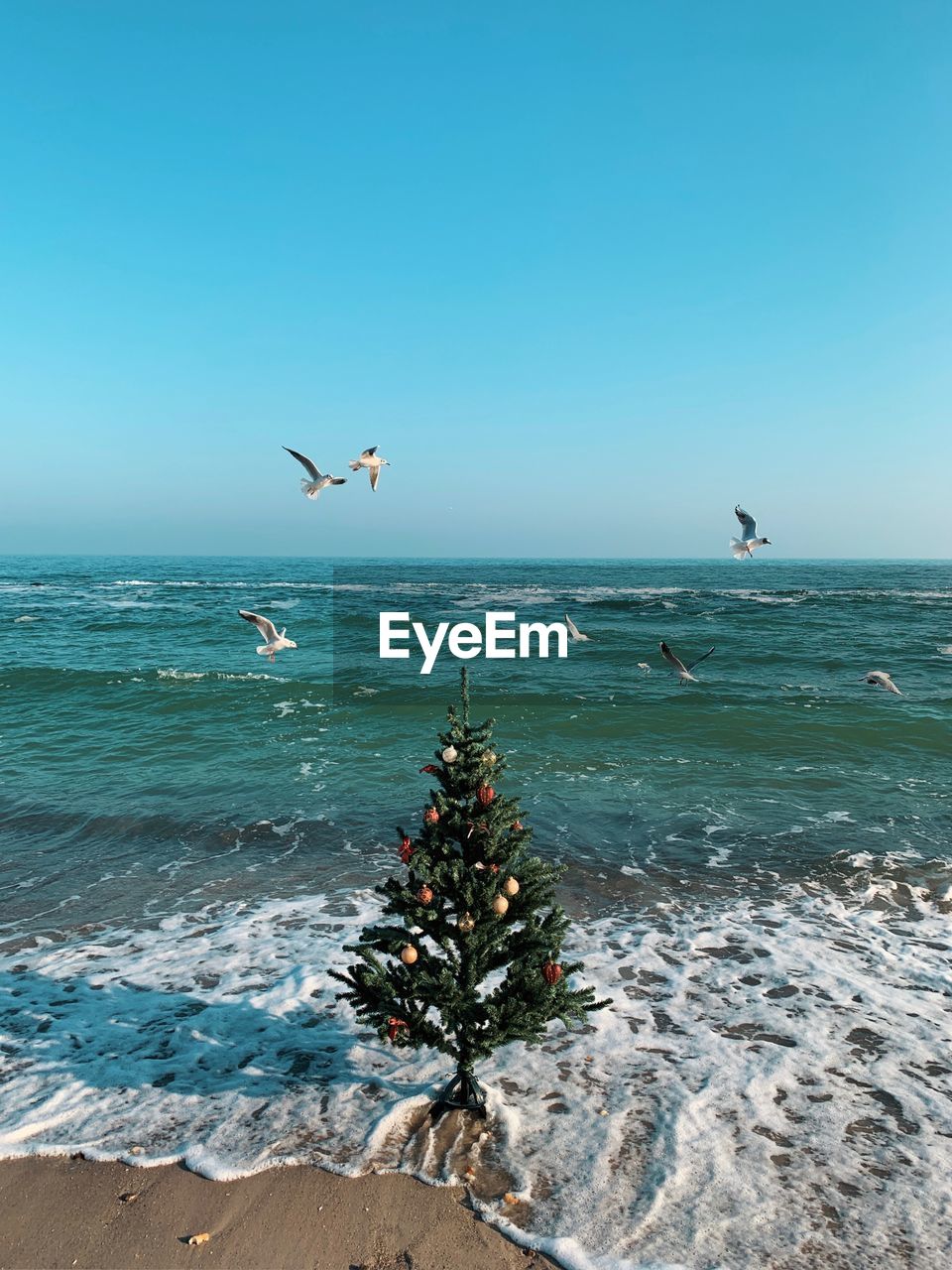 Seagulls flying over christmas tree on shore at beach against clear blue sky