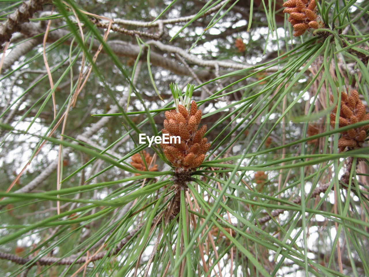 CLOSE-UP OF PINE CONE ON TREE