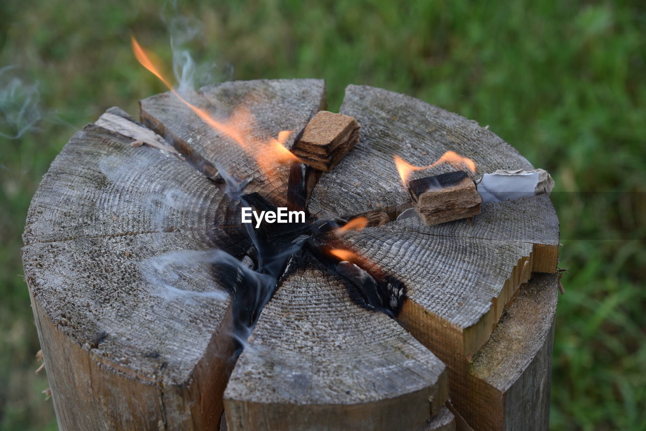 CLOSE-UP OF TREE STUMP