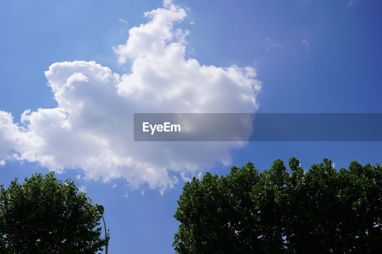 LOW ANGLE VIEW OF TREE AGAINST BLUE SKY