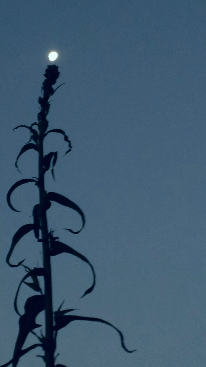 CLOSE-UP OF SILHOUETTE PLANT AGAINST CLEAR SKY