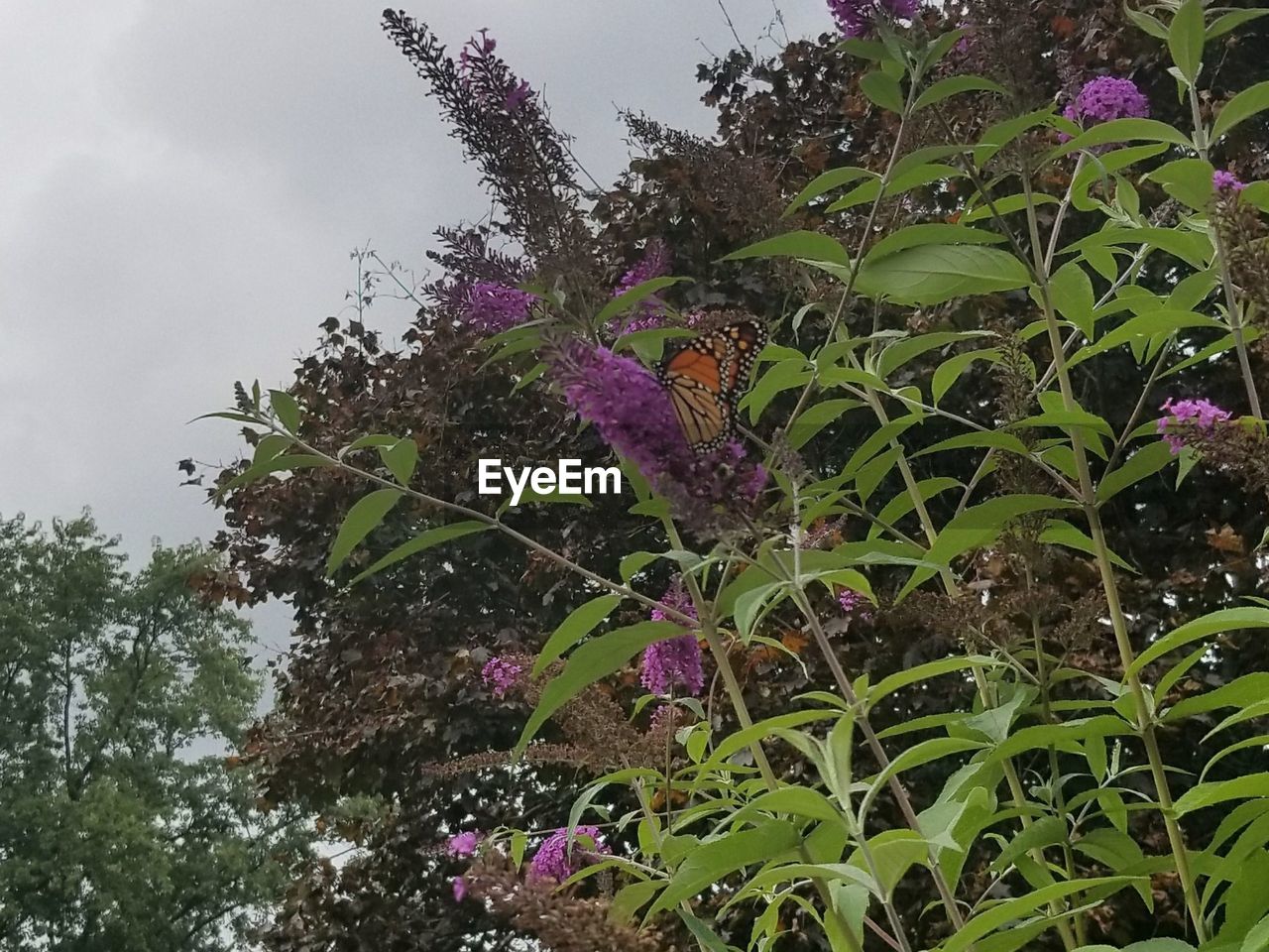 LOW ANGLE VIEW OF PURPLE FLOWER TREE